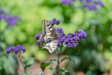 ヘリオトロープとアゲハチョウ