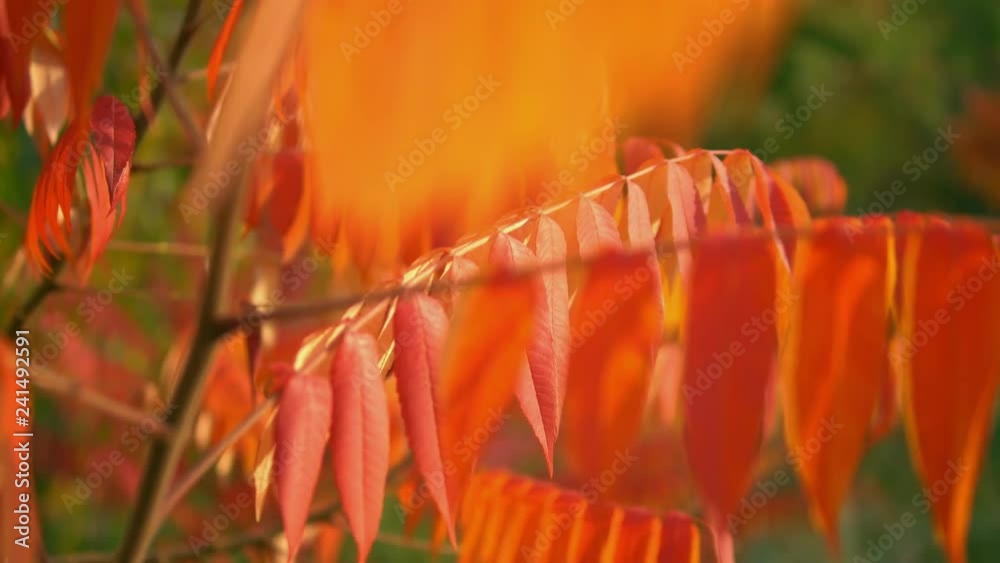 Poster slow pan bottom to top red leaves on the tree swaying in the wind