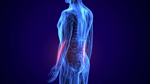 3d rendered, medically accurate illustration of the extensor carpi radialis brevis
