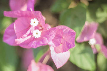 beautiful purple flowers, on blurred green background, closeup