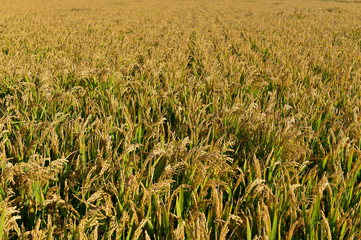 Mature rice in the field