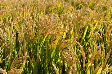 Mature rice in the field