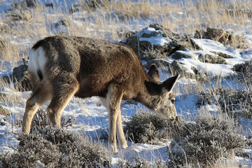 deer in snow