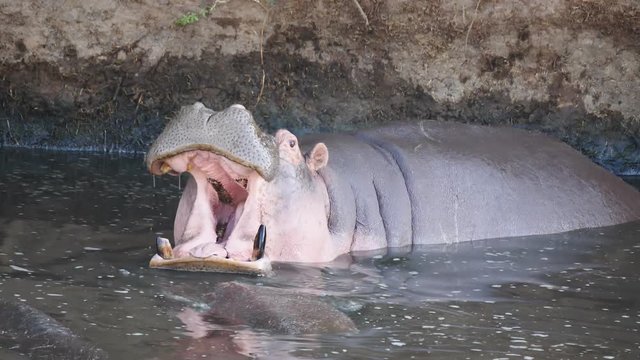 180p slow motion of a hippopotamus starting to yawn at hippo pool in serengeti national park in tanzania