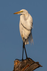 White Egret bird on Lake Baringo, Kenya, Africa