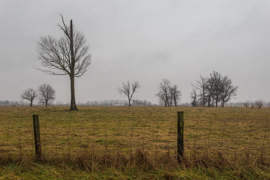 Barren trees behind wire fence in middle of grassy field