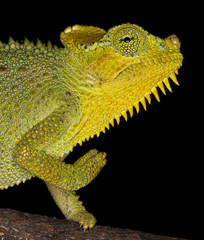 Flapped Necked Chameleon, Kenya, Africa