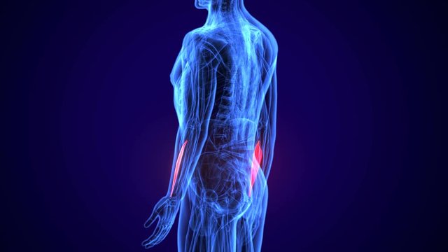 3d rendered, medically accurate illustration of the extensor digitorum
