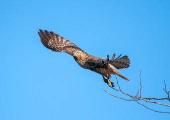 Red-tailed hawk juvenile