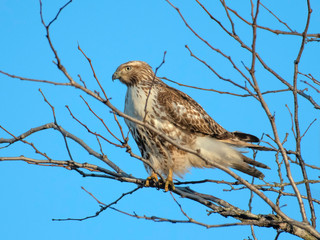 Red-tailed hawk juvenile