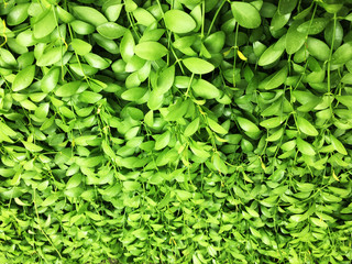 Fototapeta premium green leaf,Green tree