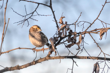 White-throated sparrow