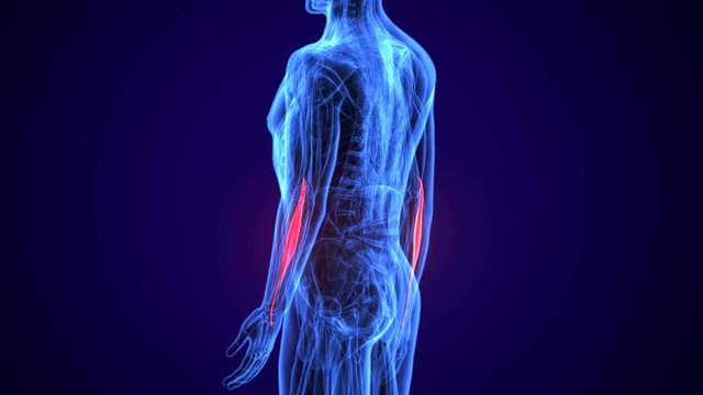 3d rendered, medically accurate illustration of the extensor digitorum
