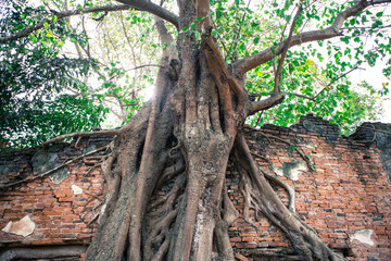 old tree