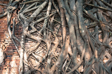 roots of a tree