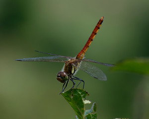 トンボのクローズアップ