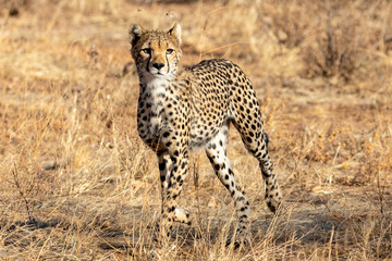 Fototapeta na wymiar Cheetah roaming the plains on the Masai Mara, Kenya, Africa