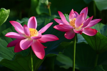 Fototapeta premium Blooming lotus flower, very beautiful