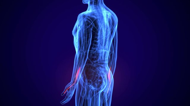 3d rendered, medically accurate illustration of the extensor digitorum
