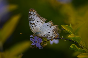 mariposa posada sobre árbol