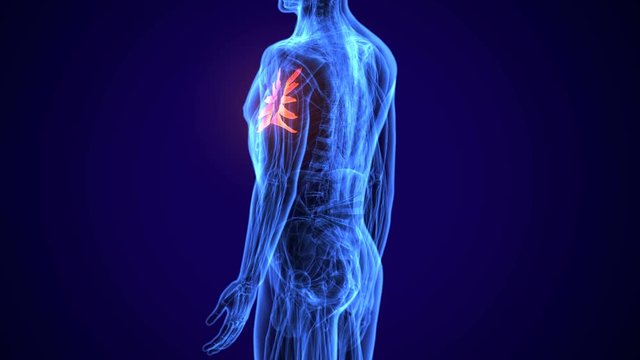 3d rendered, medically accurate illustration of the extensor digitorum


