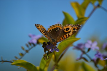 mariposa alada néctar