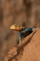 Agama lizard, while on safari in Samburu National Reserve, Kenya, Africa