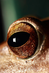 A big-eyed frog