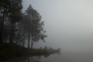 Foggy pine forest