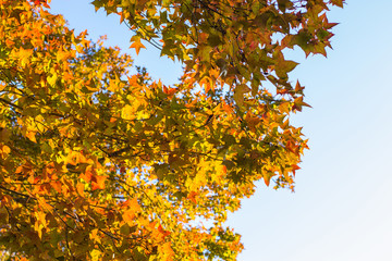Maple leaf background