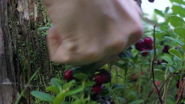 Picking wild lingonberries