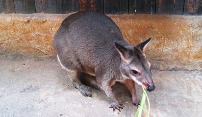 Red-necked wallaby or Bennett's wallaby (Macropus rufogriseus) © noraismail