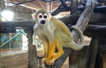 Squirrel monkeys sitting on dead tree branch