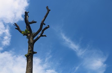 An old dead tree under cloudy blue sky background