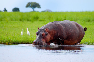 Hippopotamus - Chobe National Park - Botswana