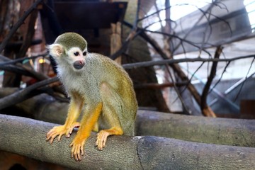 The Squirrel monkeys are New World monkeys of the genus Saimiri. They are the only genus in the subfamily Saimirinae.