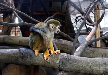 The Squirrel monkeys are New World monkeys of the genus Saimiri. They are the only genus in the subfamily Saimirinae.