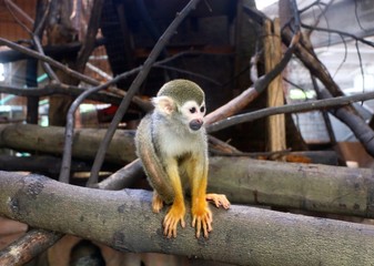 The Squirrel monkeys are New World monkeys of the genus Saimiri. They are the only genus in the subfamily Saimirinae.