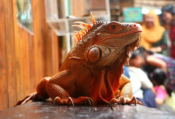 Fototapeta premium The Iguana is a genus of herbivorous lizards that are native to tropical areas.