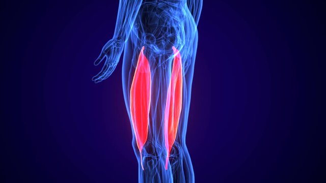  3D illustration human lower leg anatomy or anatomical and muscle on gray background