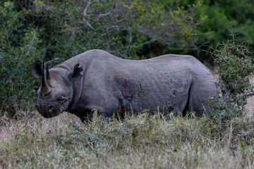 Endangered black rhinoceros, Kenya, Africa