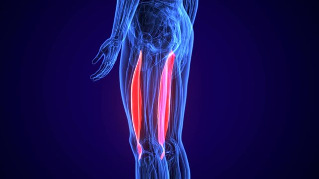  3D illustration human lower leg anatomy or anatomical and muscle on gray background