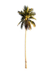 Isolated Trees on white background. Diversity of trees.