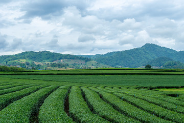Fototapeta na wymiar Beautiful landscape of oolong tea plantations on the hills background in cloudy weather in Singha Park, Chiang Rai, Northern Thailand
