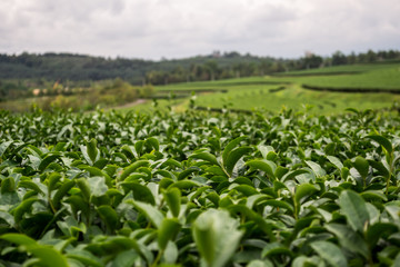 Fototapeta na wymiar Selective focus of Oolong green tea fresh leaves in a plantation of Chiang Rai, Northern Thailand