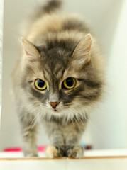 Portrait of a fluffy cat