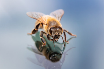 Bee & his reflection on windshield 
