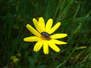 Beetle On Yellow Flower