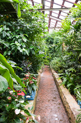 Botanical Garden of Vladivostok,  interior of   greenhouse with plants