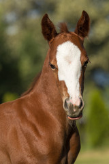 Portrait of young brown foal outside